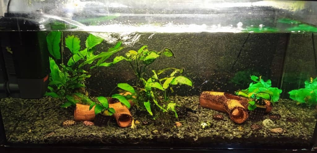 Művész mozi akváriuma átalakítás előtt