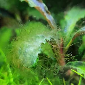 Agancsalga (Staghorn Algae) okai, kezelése az akváriumban