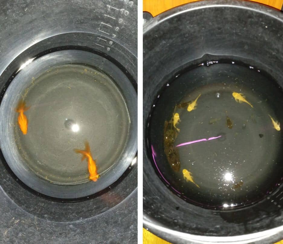 Aranyhalak és ancik