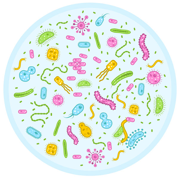 Nitrifikáló baktériumok