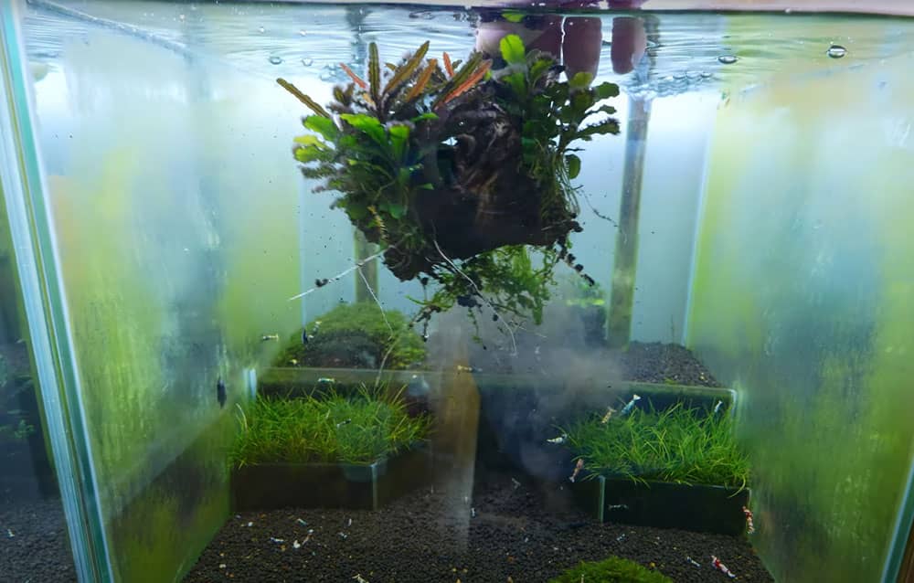 Garnela tenyésztő akvárium