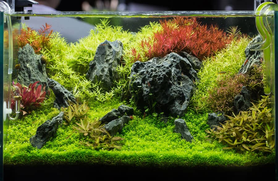 Garnélás akvárium növényekkel