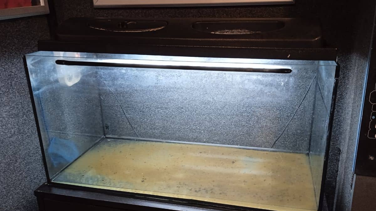 Kitakarított akvárium