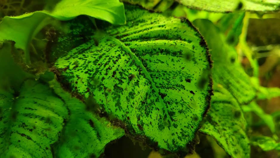 Akváriumi növények alga
