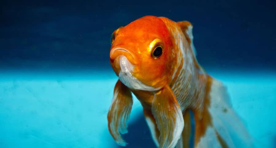 Az aranyhalak akváriumban tartásának szabályai