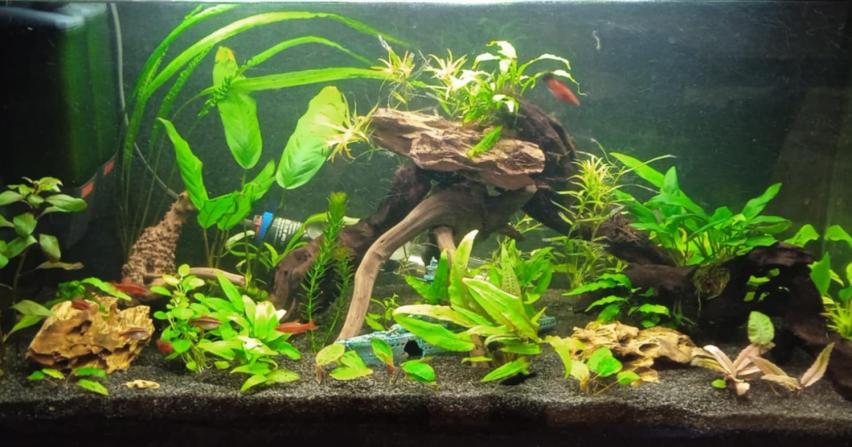 A Művész mozi akváriumának újraélesztésének története