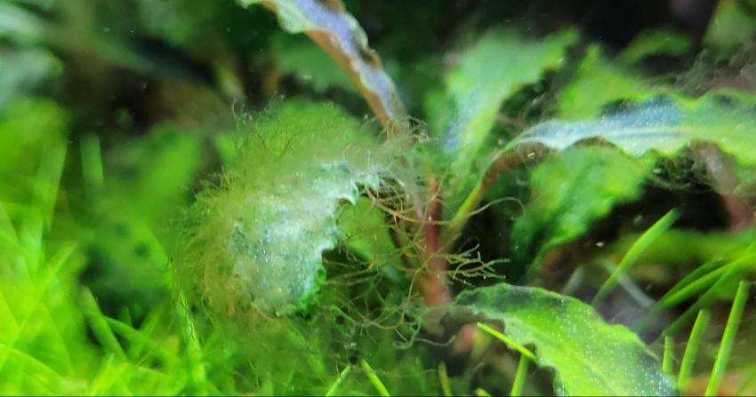 Agancsalga (Staghorn Algae) okai, kezelése az akváriumban