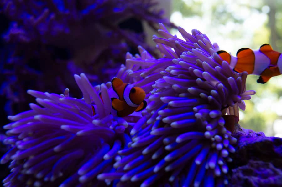 Trópus - tengeri akvárium